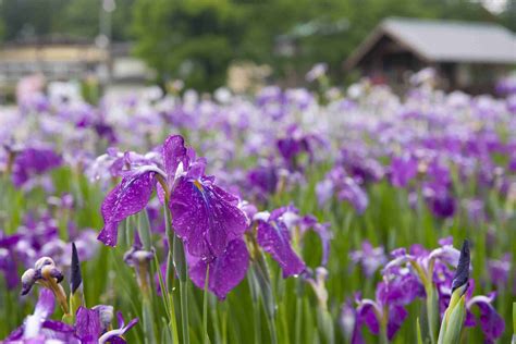 9 Traditional Japanese Plants for Your Garden