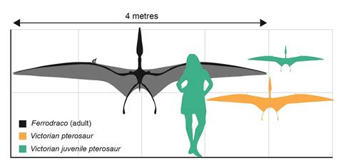 Australia’s oldest pterosaur fossils include first juvenile