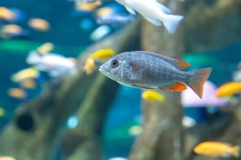 Premium Photo | Fish and landscape in the aquarium