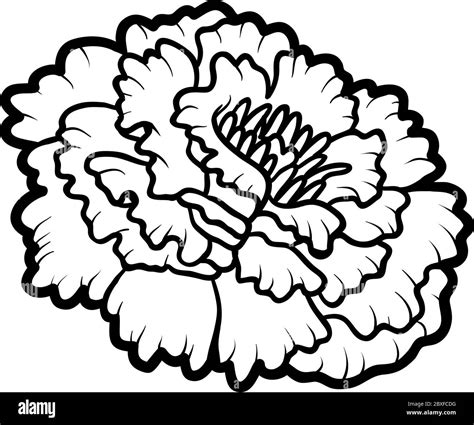 Marigold flower Black and White Stock Photos & Images - Alamy