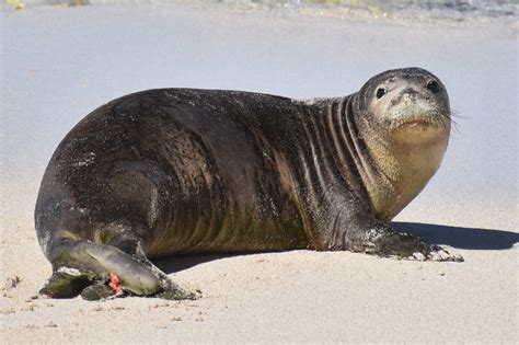 Hawaiian Monk Seal Myths and Facts - Hawai'i Marine Animal Response