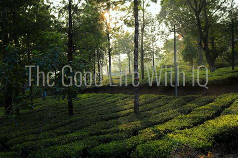 Tea plantation in the evening in the Western Ghats | THE GOOD LIFE WITH IQ