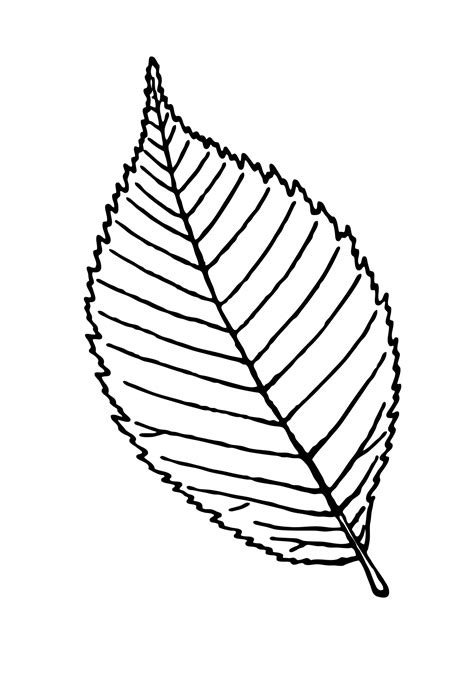 Leaf Outline Clipart Illustration Free Stock Photo - Public Domain Pictures