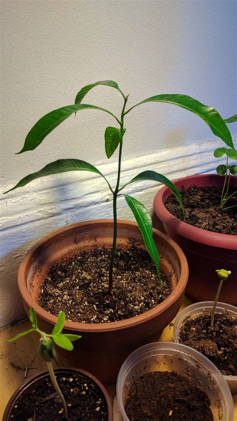 indoors - Mango seedling has weak/curling leaves - Gardening & Landscaping Stack Exchange