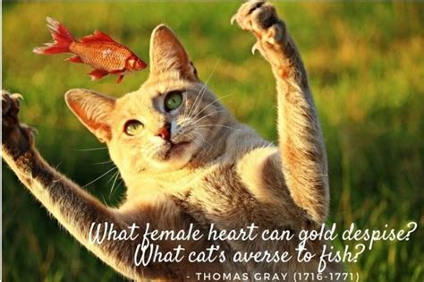 150 Cute Cat Quotes and Sayings - PetHelpful