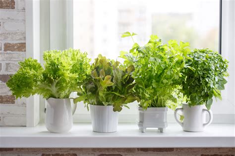 6 Beautiful Herbs To Grow in Pots or in the Garden