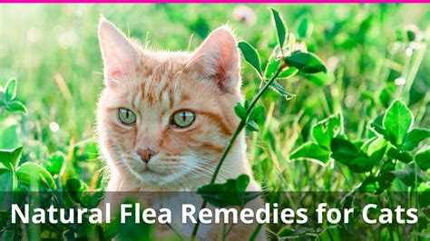 10 Natural Home Remedies for Fleas on Cats (Flea Killer and Repellant)