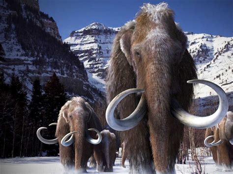 Scientists on Course to Bring the Long-Extinct Woolly Mammoth Back to Life