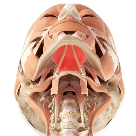 Mylohyoid Muscle Anatomy For Medical Concept 3D Stock Illustration - Illustration of oculi ...