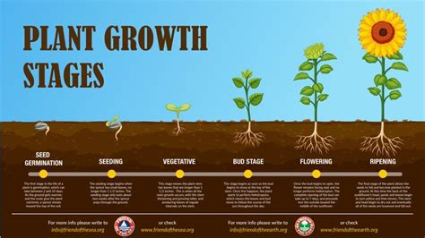 All About the Plant Growth Stages | Plant growth, Growth, Seed germination