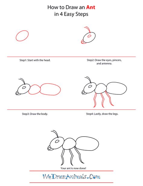 How To Draw An Ant Step By Step Drawing Tutorial | Images and Photos finder