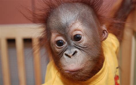 Orang utan Baby wallpaper | 1920x1200 | #25179