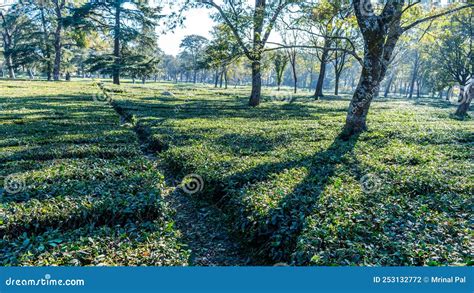 Palampur Tea Gardens, Kangra Tea Stock Photo - Image of mountain, tree ...