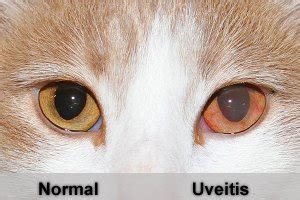 Feline Eye Infections | HealthGuidance