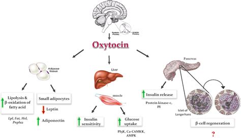 amudu: Oxytocin “love hormone" (The connection between love and oxytocin)