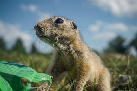 Funny Gopher Face stock photo. Image of gopher, mouth, prairie - 612532