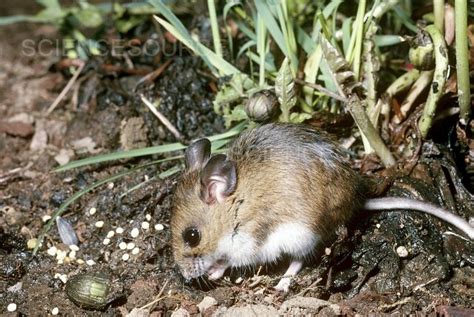 Photograph | White-footed Mouse | Science Source Images