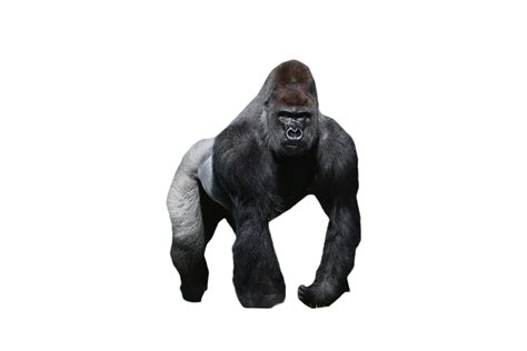 Download Gorilla PNG Image for Free