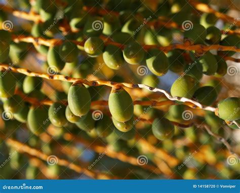 Palm-tree seeds stock photo. Image of green, seed, tropical - 14158720