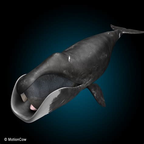 Bowhead Whale – MotionCow