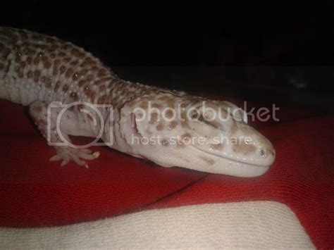 Eye problem with leopard gecko-worried - Reptile Forums