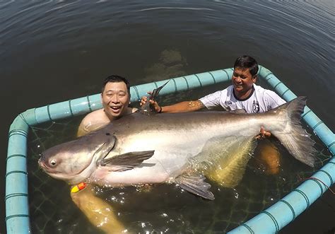 Mekong Giant Catfish 2 - FishingBooker Blog