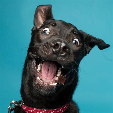 19 Goofy Dog Photos For A Bright Friday - Gallery | eBaum's World