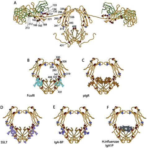 Fc receptors | PLOS ONE