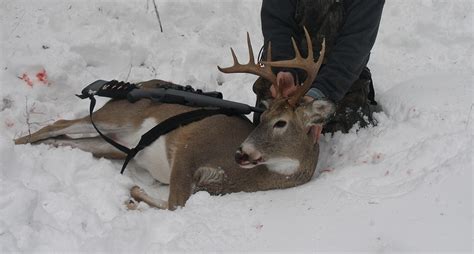 The Beginner’s Guide to Whitetail Deer Hunting ⋆ Outdoor Enthusiast ...