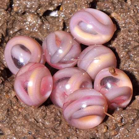 caecilian amphibian eggs | Earthshine Nature