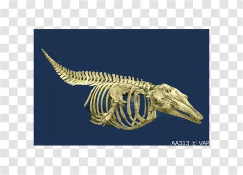 Beluga Whale Skeleton Cetaceans Blue Bone - Organism Transparent PNG