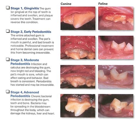 Cat Gingivitis Stages