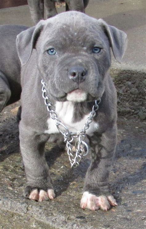 My 7 week old blue nose Pitbull (: | Blue nose pitbull puppies, Cute pitbull puppies, Blue nose ...