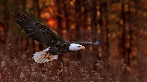 Bald Eagle Wallpaper Hd