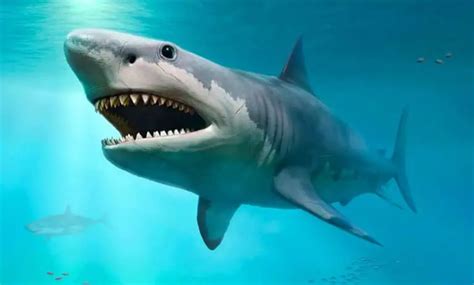 Why Did Megalodon Went Extinct? - JournalHow