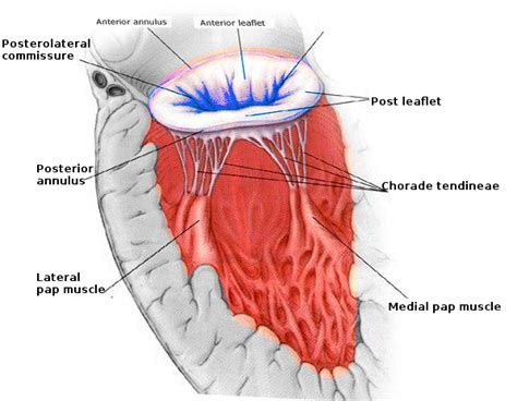 Mitral Valve Diagram