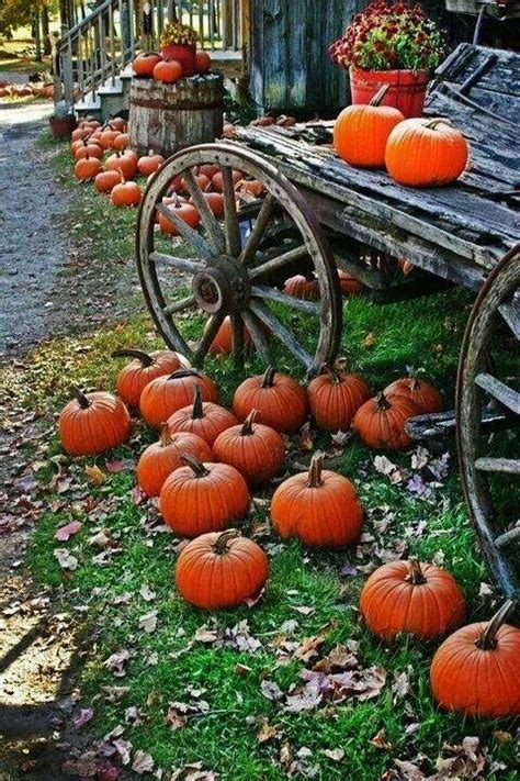 Pumpkins | Fall pumpkins, Fall harvest, Beautiful fall