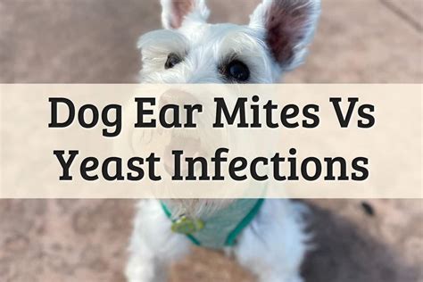 Dog Ear Mites Vs Ear Infection | ubicaciondepersonas.cdmx.gob.mx