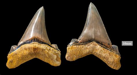 Shark Teeth Fossils