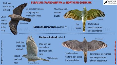 Hawks – Raptor Identification – The complete raptors guide