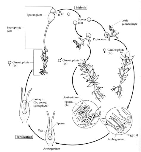 Metagenesis in Moses - Cell Division