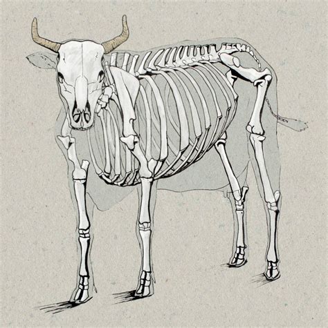 Cow Anatomy Drawing | Greg Tatum