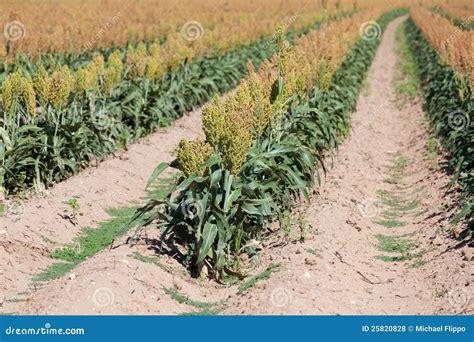 A Sorghum Field Near Harvest Stock Photo - Image of harvesting, farming: 25820828