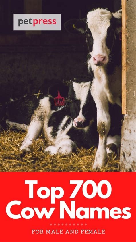 Cow Names: The 700 Most Popular Names for Cows