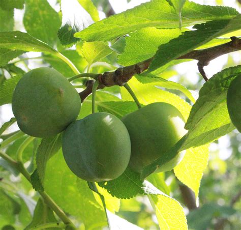 Buy GREENGAGE - Webbs Fruit, New Zealand