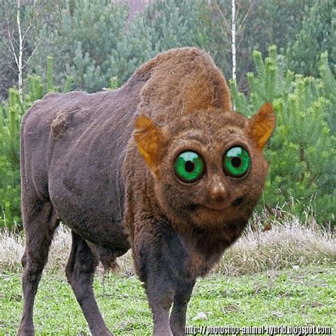 Funny photoshopped animal hybrids. mazing Animals Hybrid Born In The ...