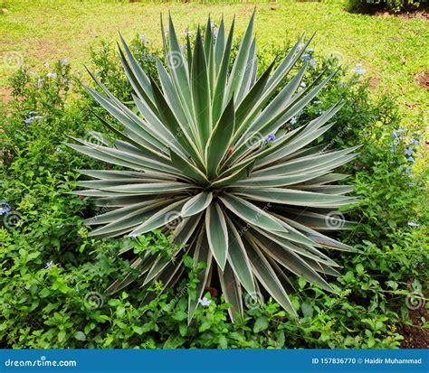 Agave Tequilana Thrives in the Garden. Green Agave Plant Stock Photo - Image of latin, exotic ...