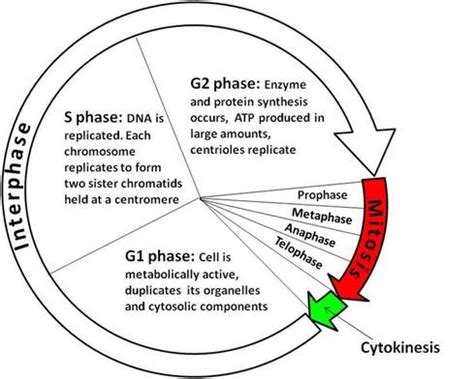 Interphase + Mitosis