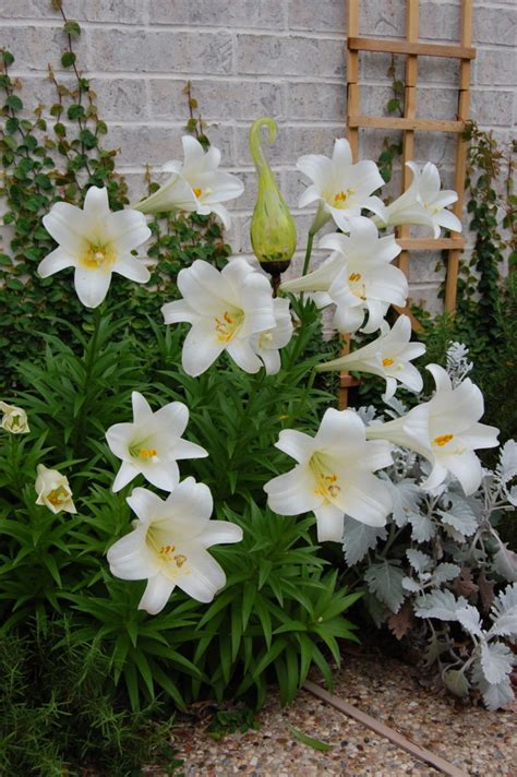 Plant Easter Lilies outside for yearly blossums that smell fantastic