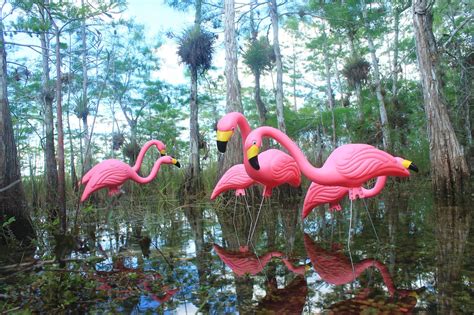 What are these flamingos... - Everglades National Park